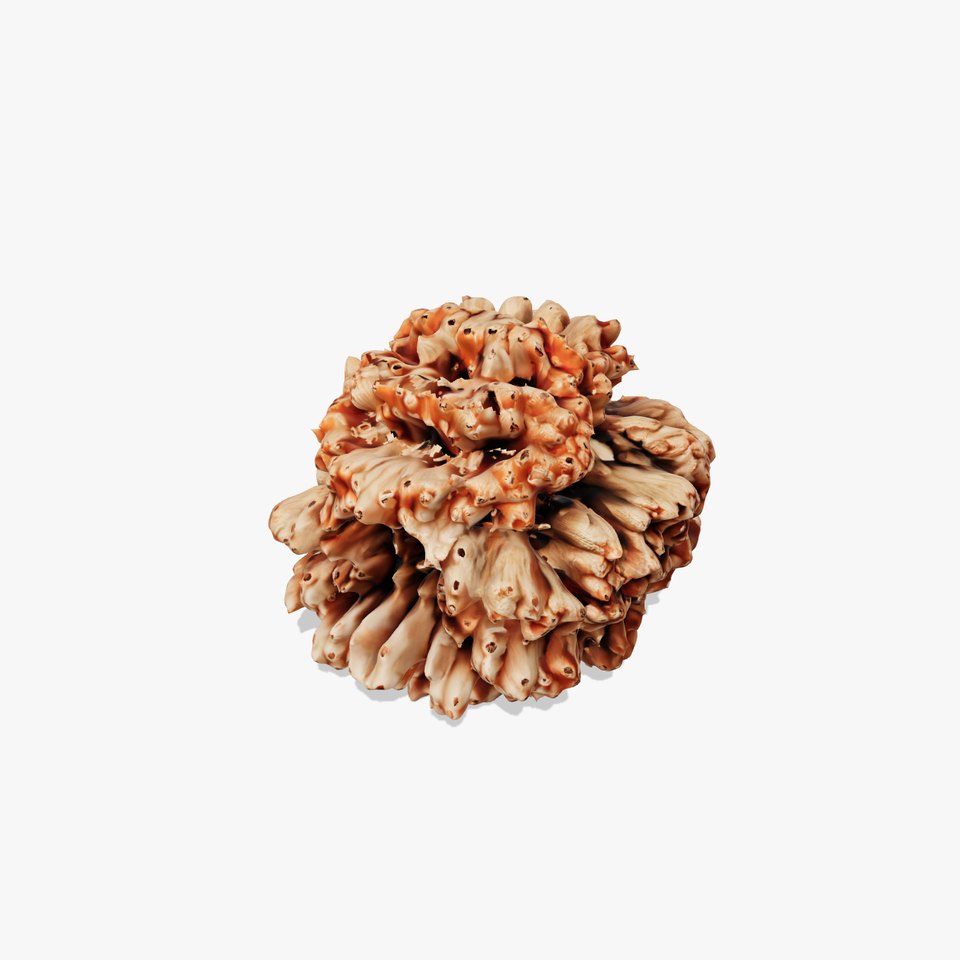 Mushroom Coral Model Pack